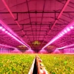 Elevate Your Harvest with Mars Hydro LED Grow Lights