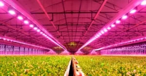 Elevate Your Harvest with Mars Hydro LED Grow Lights